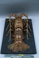 Tropical Rock Lobster Collection Image, Figure 3, Total 6 Figures